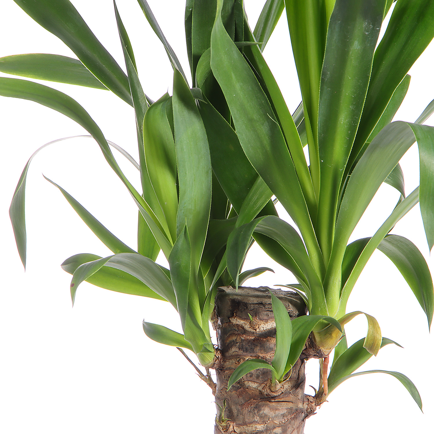 Юкка D14 H50 *1/8