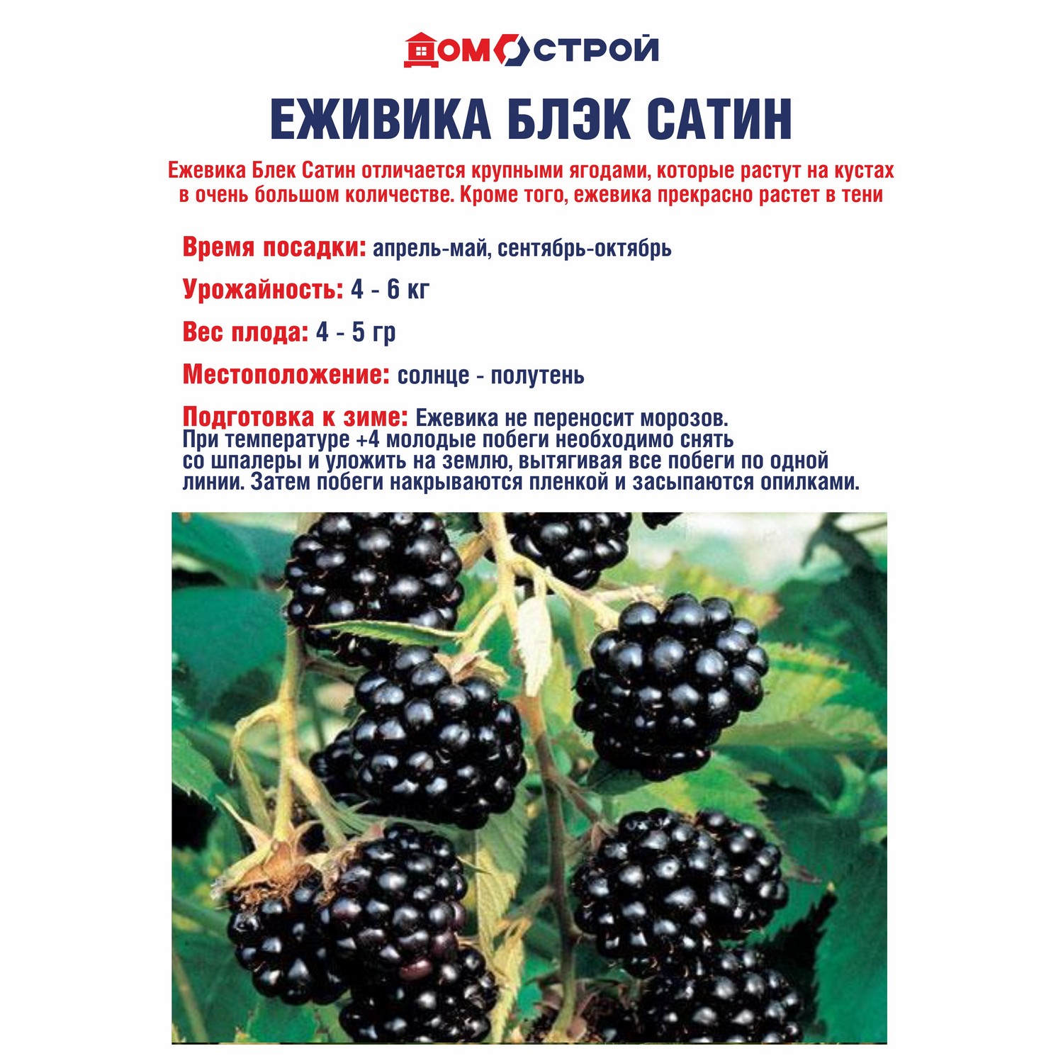 Ежевика Блэк сатин