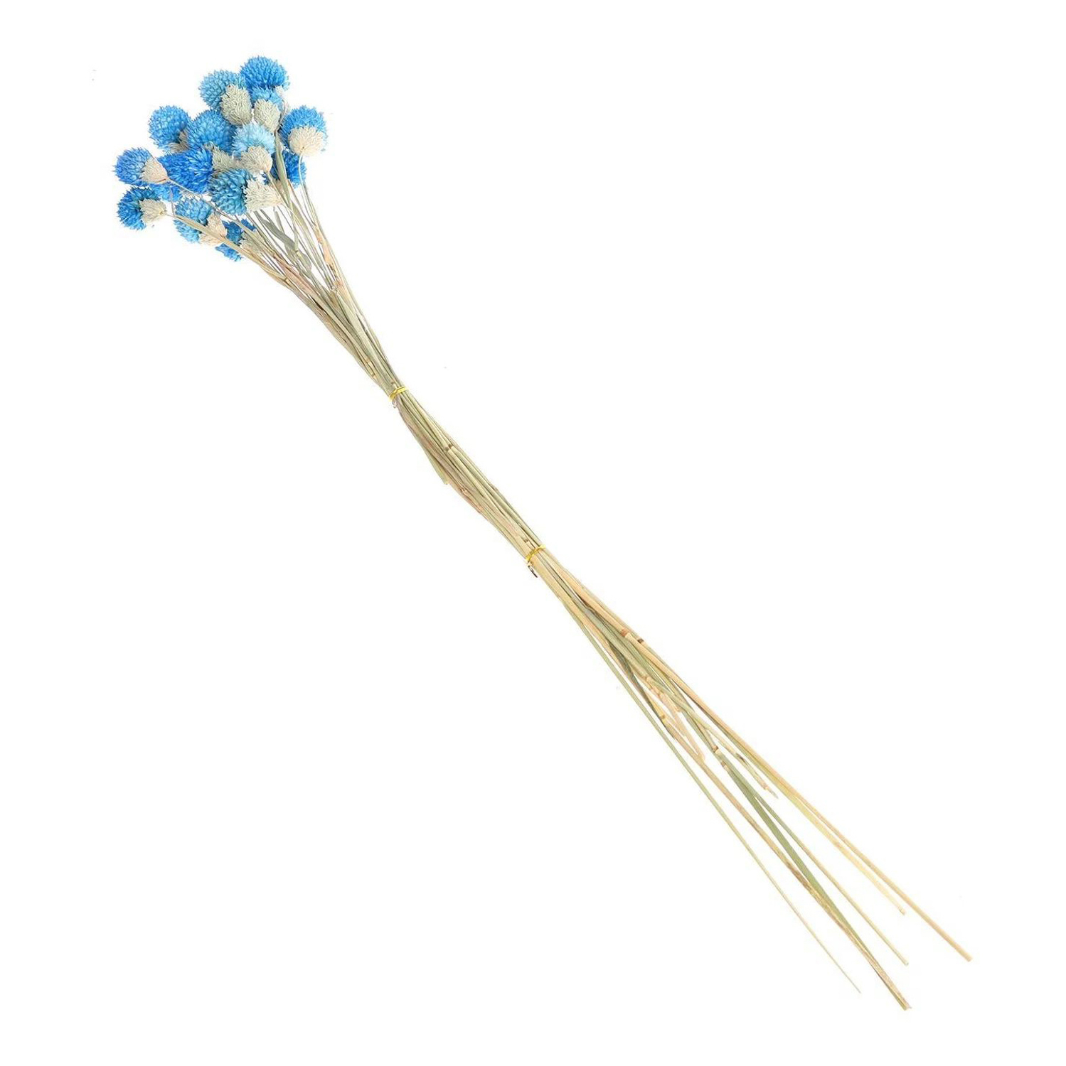 Сухоцвет "Гомфрена шаровидная" набор 20 шт, цвет голубой   6972094