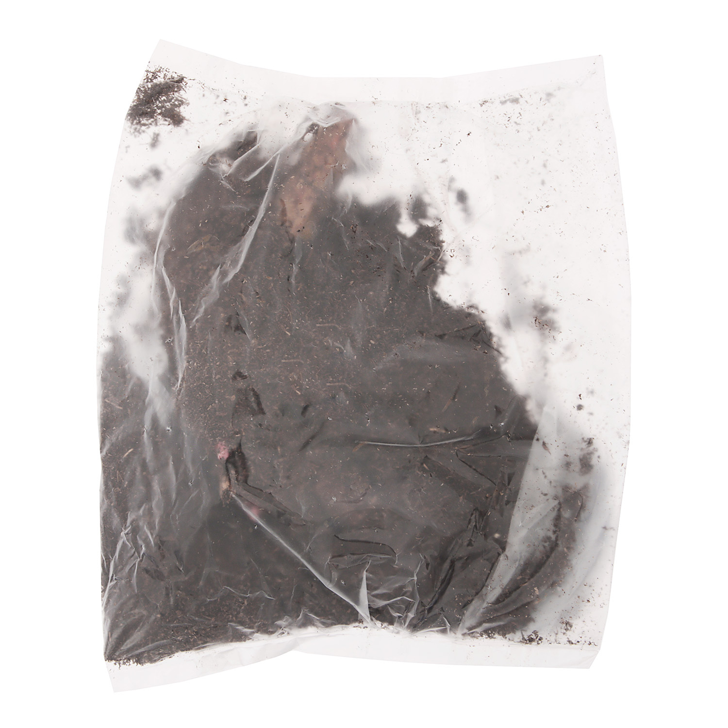 Пион молочноцветковый Аннамике 1шт