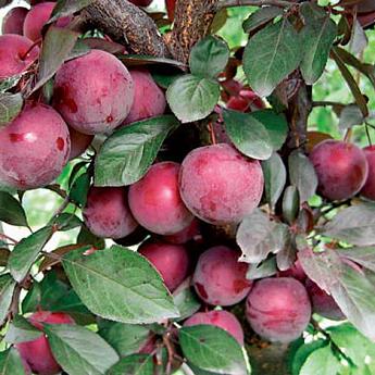 Слива Жемчужина Урала Саженец 2 года Высота саженца   90-110см