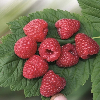 Малина ремонтантная Зюгана