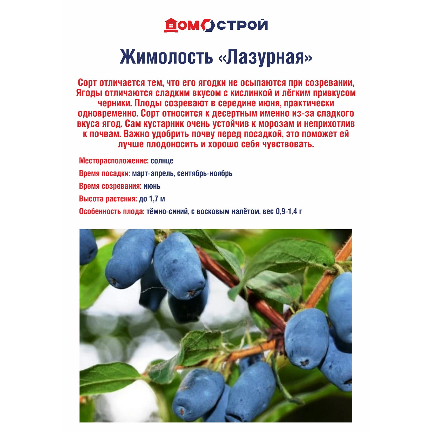 Жимолость Лазурная