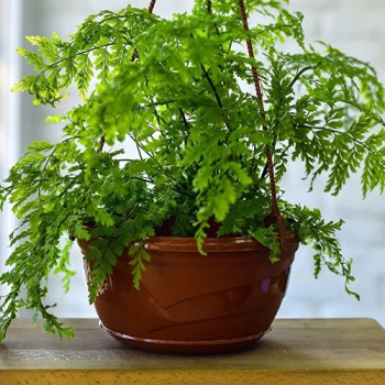 Кашпо пластм. подвесное "Венеция" 6л d верха285мм,с поддоном Терракот БЕЗ подвеса "5plast.ru"*1/10