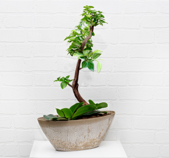 Кашпо пластм. "Микрит" 3.4л овал. 355х170 h130мм Бежевый слайн 	М3109 ("М-Пластика") *1/10